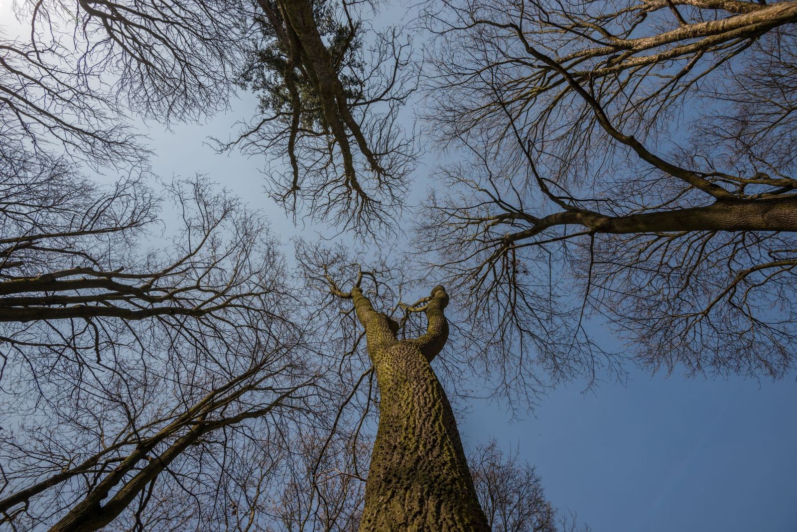 Kahle Äste eines Baumes vor klarem Winterhimmel
