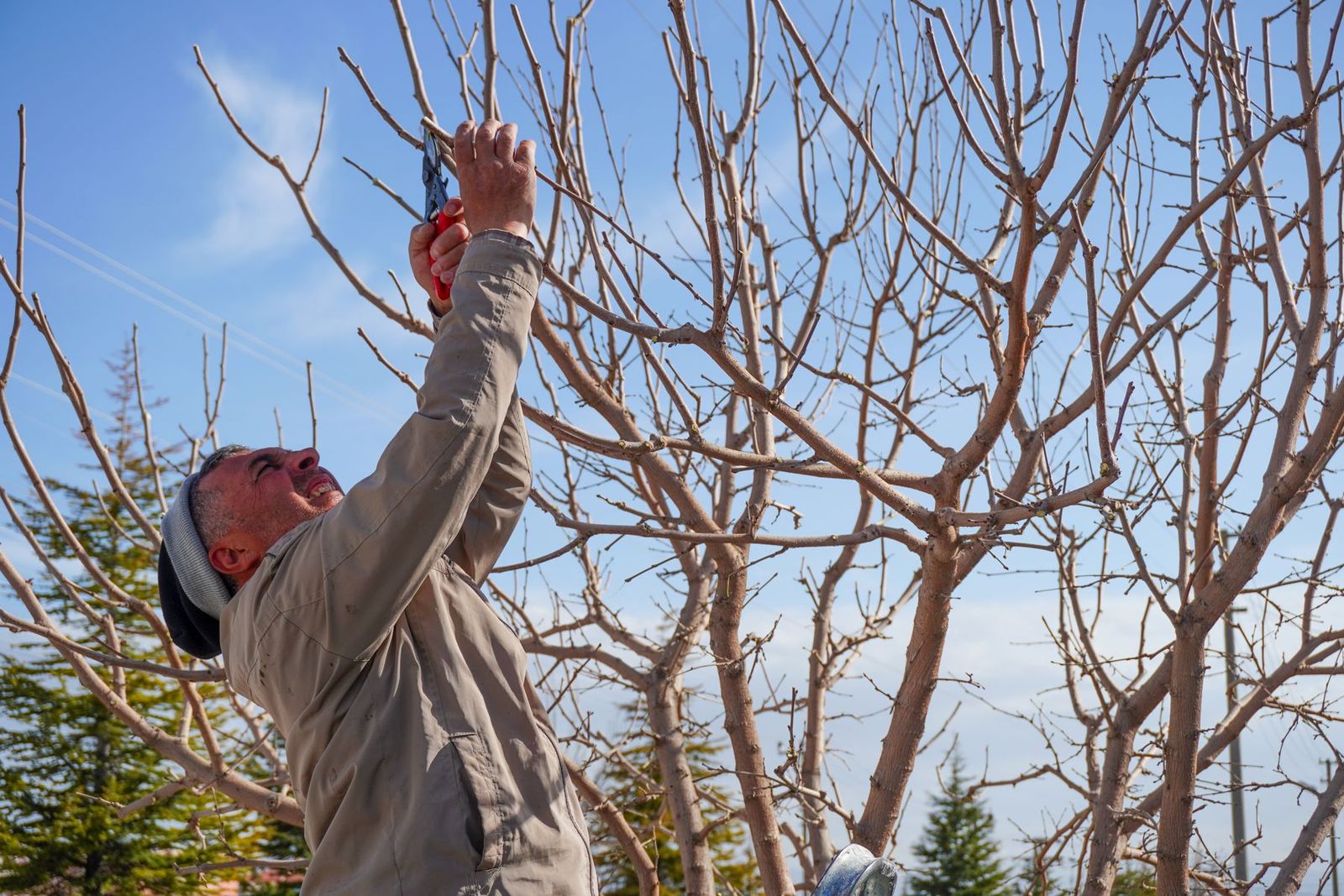 Mann schneidet kahle Obstbäume im Garten