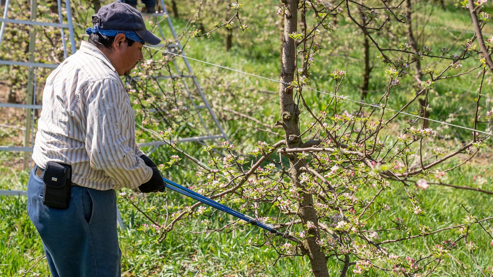 Baumschnitt im sonnigen Obstgarten mit blühenden Zweigen
