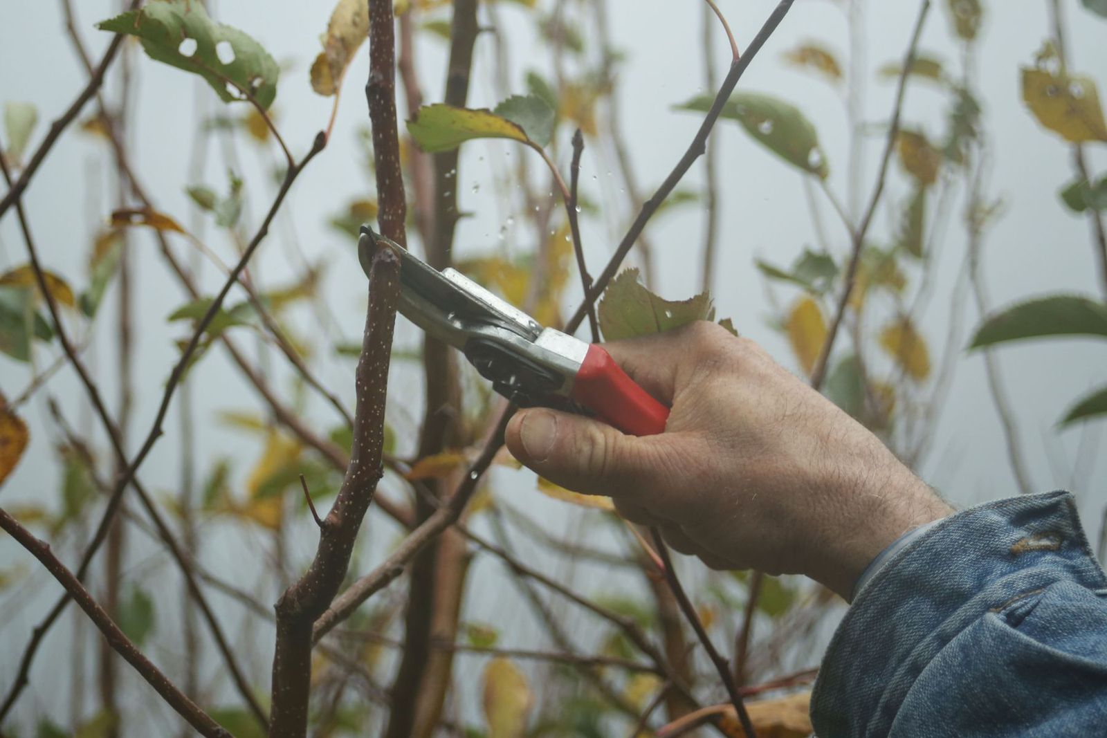Hand mit Gartenschere schneidet einen Ast im Herbstgarten